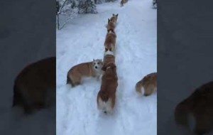 Long corgi walks on a beautiful winter day!
